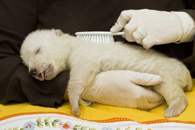 Lední medvídě, jemuž matka v norimberské zoo sežrala sourozence