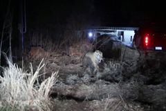Vyděšení vesničané natočili sérii útoků sibiřského tygra. Takto se dobýval do auta