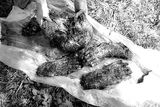 Je to první nález ostatků medvěda, který svědčí o tom, že ho zabil pytlák.