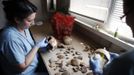 Forensic experts of the International Commission on Missing Persons (ICMP) work on trying to identify the remains of a victim of the Srebrenica massacre, at the ICMP centre near Tuzla July 9, 2012. Some 520 recently discovered Bosnian Muslim victims' remains from the Srebrenica massacre will be buried on July 11 at the Memorial center in Potocari. REUTERS/Dado Ruvic (BOSNIA AND HERZEGOVINA - Tags: CIVIL UNREST CRIME LAW DISASTER) Published: Čec. 9, 2012, 2:45 odp.