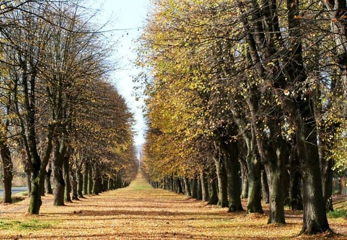 Valdštejnova lipová alej. (Jičín, Královéhradecký kraj).  Areál lodžie a stromořadí lip představuje součást skutečně mimořádné realizace, založené v krajině Českého ráje mezi Jičínem a Valdicemi. Jde o první ranně barokní či pozdně manýristickou krajinnou kompozici takového rozsahu v Čechách.  Iniciovaná v 17. stoletím Albrechtem z Valdštejna. Lipové stromořadí spojuje vévodské město Jičín, lodžii a libosad s kartuziánským klášterem ve Valdicích. V letech 2011- 2013 proběhla rozsáhlá revitalizace aleje, a to vykácením starých a nemocných lip a zasazením nových.