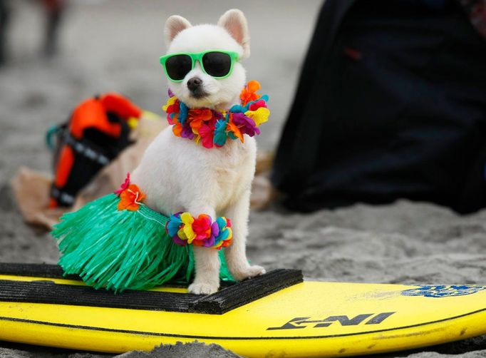 Šestiletý pomeranian pojmenovaný Bobby Nádherný čeká na utkání ve své kategorii 20 liber a méně na výročním závodě Zvířecího Centra Helen Woodward nazvaném "Surf Dog Surf-A-Thon" na psí pláži v Del Mar, Kalifornie, 13. září 2009. Tato událost pomáhá zvýšit povědomí a získat peníze pro osiřelé mazlíčky, zároveň i propaguje zodpovědný přístup majitelů. REUTERS/Mike Blake