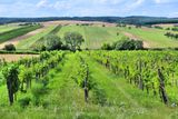 Burgenland má velmi úrodnou zem, a proto se tu pěstuje hned několik vinných odrůd. Ochutnat můžete třeba proslulé červené, kterému nahrává i příjemné klima a spousta slunečných dní.