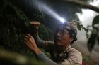 V hustých lesích i na stromech. Tchajwanští vědci zachraňují takřka vyhynulé rostliny
