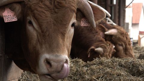 Češi se učí hledat kvalitní hovězí, pochvaluje si farmář z Chrudimska
