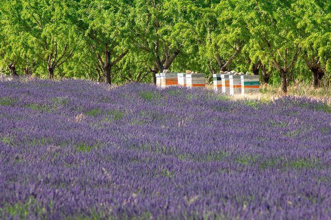 Levandulová pole v Provence, Jižní Francie