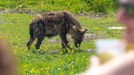 Zoo Dvůr Králové otevřela expozici o jihozápadní Africe zvanou West Cape.