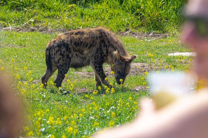 Zoo Dvůr Králové otevřela expozici o jihozápadní Africe zvanou West Cape.