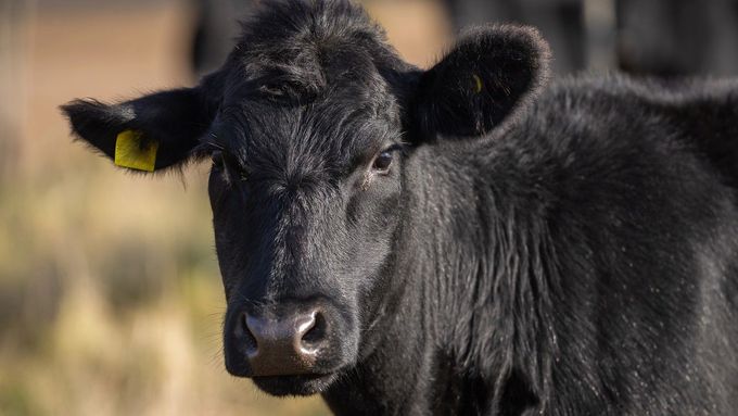 Kráva z australského města Taree, které smetla povodeň, měla štěstí v neštěstí.
