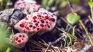 Lošákovec palčivý (Hydnellum peckii)