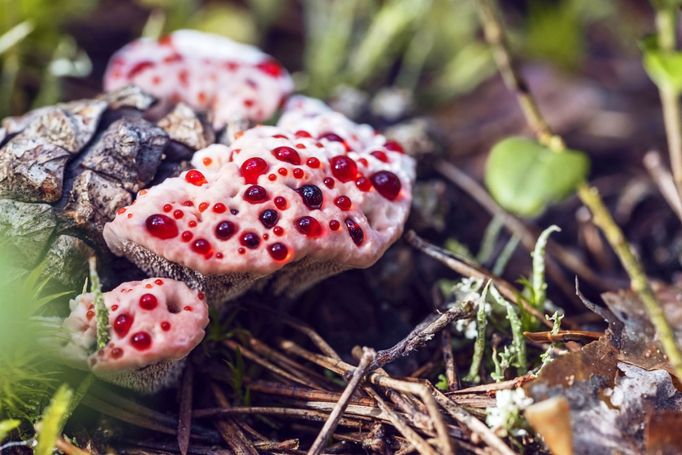 Lošákovec palčivý (Hydnellum peckii)