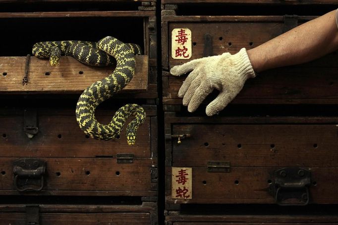 Snakes hang from a wooden cabinet marked with the Chinese characters "poisonous snake", at a snake soup shop ahead of the Spring Festival in Hong Kong January 29, 2013. The Lunar New Year, also known as the Spring Festival, begins on February 10 and marks the start of the Year of the Snake, according to the Chinese zodiac. Picture taken January 29, 2013. REUTERS/Bobby Yip (CHINA - Tags: ANIMALS FOOD SOCIETY TPX IMAGES OF THE DAY) Published: Úno. 8, 2013, 6:12 dop.