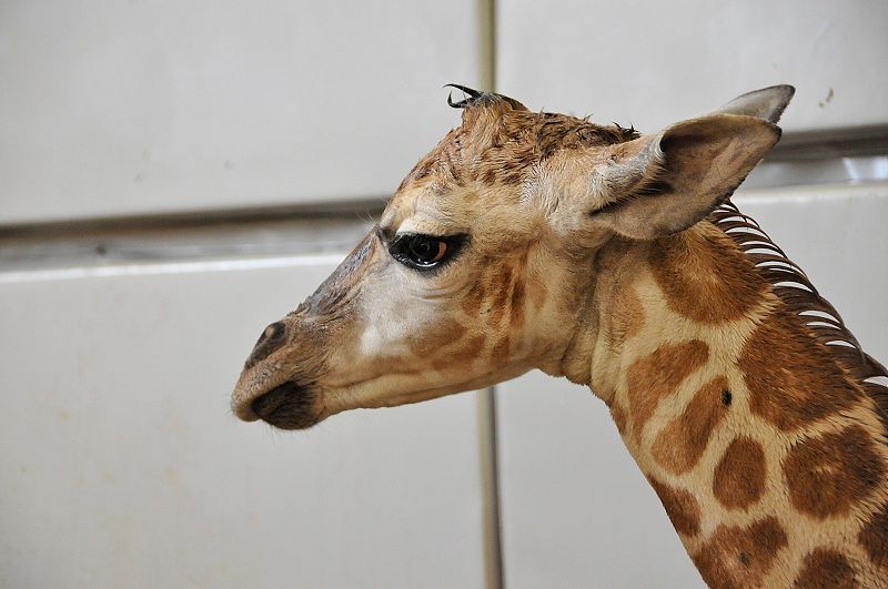 V pražské zoo se narodila žirafa