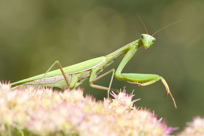 Kudlanka nábožná (Mantis religiosa) je jediný český zástupce řádu kudlanek.