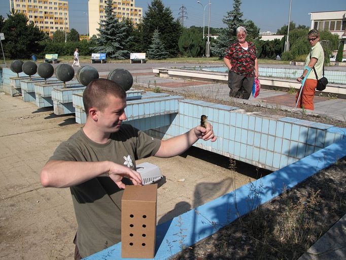 Další odchyt kachní rodiny, která si nezvolila vhodné místo pro své hnízdění. Tentokrát to byla nádrž před poliklinikou na Proseku.