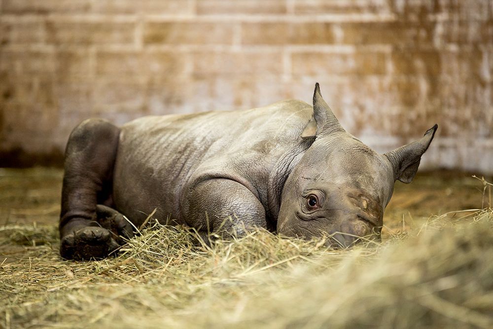 Nové mládě nosorožce v ZOO Dvůr Králové