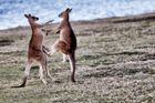 Australané si nevědí rady s přemnoženými klokany. Jezte víc jejich masa, vyzvala vláda