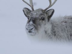 Za zvířaty se pouštěli i několik kilometrů sněhem. 