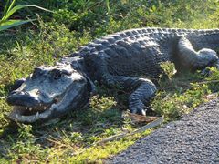 Aligátor v národním parku Everglades