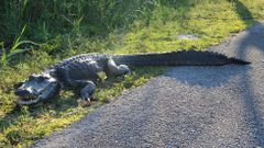 Florida aligátor