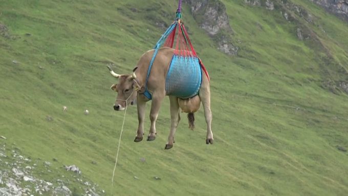 Několik zraněných krav se ve švýcarských Alpách svezlo na laně, které viselo z vrtulníku.