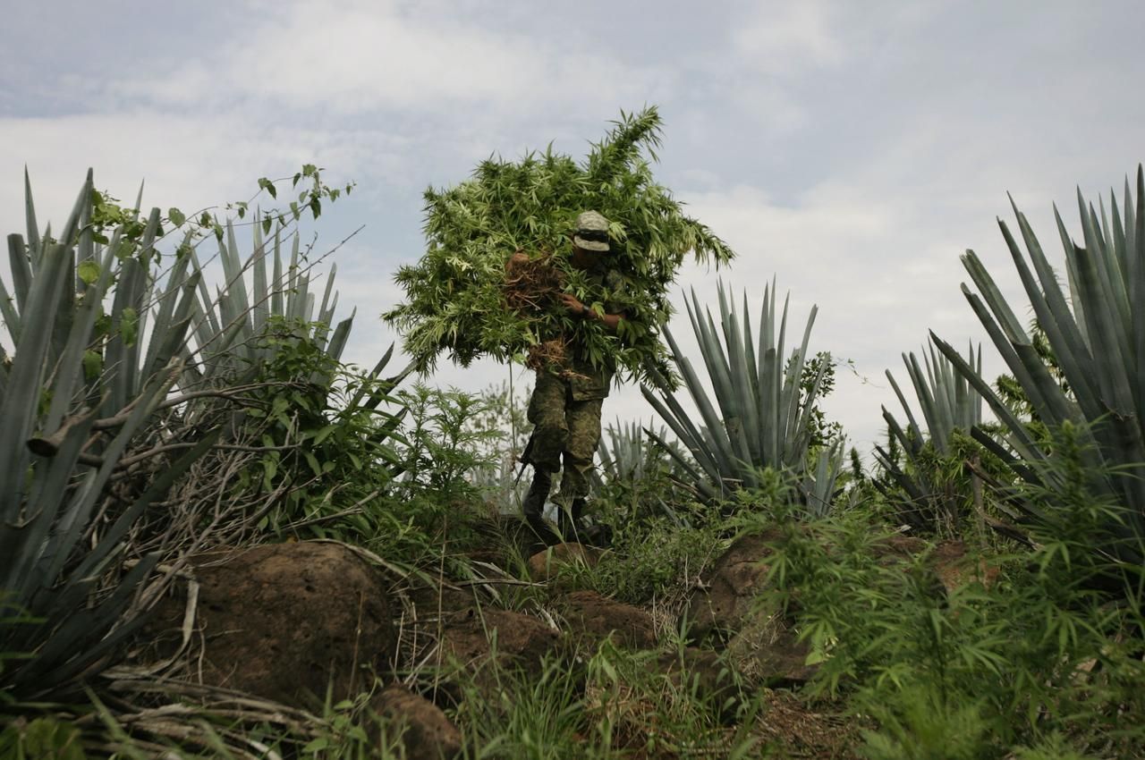 Foto: Jak se v Mexiku likviduje 40 hektarové pole marihuany