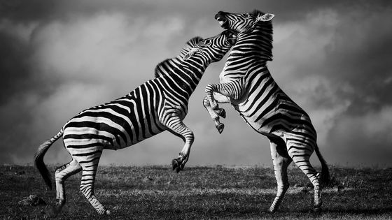 Špičkoví fotografové přírody vystavují v Praze. Začíná tak soutěž Czech Nature Photo