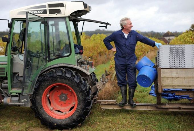 Sbírání hroznů na britské vinici - Denbies Wine Estate in Dorking. V předchozích letech díky mírným jarům a podzimům, se některá britská vinařství navrátila k tradici pěstování červených hroznů. Tato tradice vymizela před šesti sty lety.