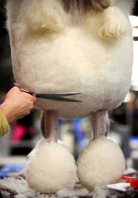 Výstava psů v New Yorku