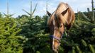 K udržování zeleně na plantáži majitelé využívají i svého koně.