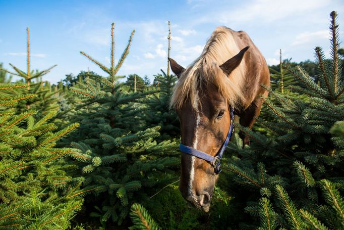 K udržování zeleně na plantáži majitelé využívají i svého koně.