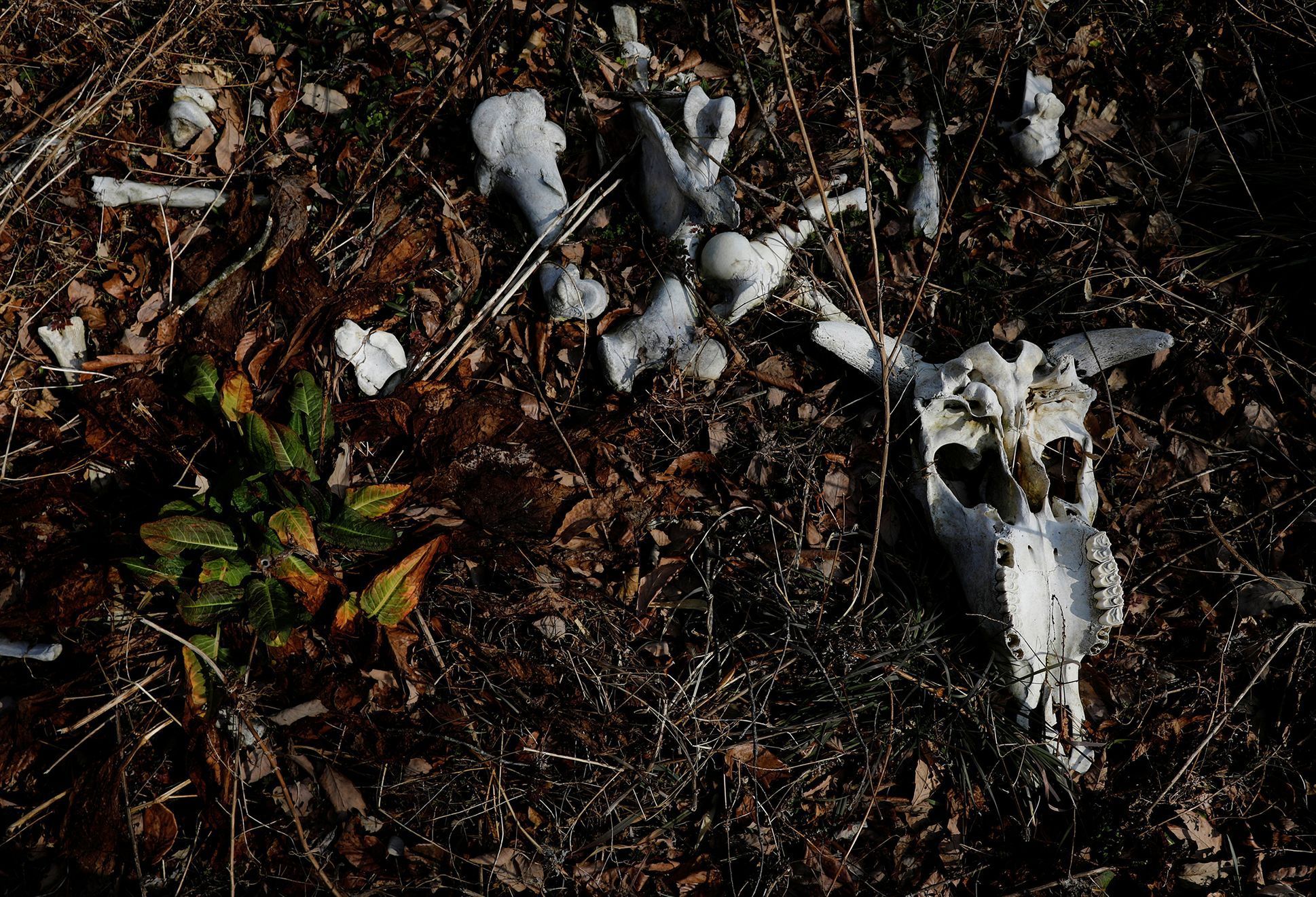 Fotogalerie / Tak pracuje spasitel opuštěných koček v japonské Fukušimě