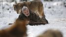 Wolf researcher Werner Freund is surrounded by Mongolian wolves in an enclosure at Wolfspark Werner Freund, in Merzig in the German province of Saarland January 24, 2013. Freund, 79, a former German paratrooper, established the wolf sanctuary in 1972 and has raised more than 70 animals over the last 40 years. The wolves, acquired as cubs from zoos or animal parks, were mostly hand-reared. Spread over 25 acres, Wolfspark is currently home to 29 wolves forming six packs from European, Siberian, Canadian, Artic and Mongolian regions. Werner has to behave as the wolf alpha male of the pack to earn the other wolves respect and to be accepted. Picture taken January 24, 2013. REUTERS/Lisi Niesner (GERMANY - Tags: ANIMALS SOCIETY) Published: Led. 26, 2013, 2:43 odp.