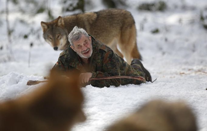 Wolf researcher Werner Freund is surrounded by Mongolian wolves in an enclosure at Wolfspark Werner Freund, in Merzig in the German province of Saarland January 24, 2013. Freund, 79, a former German paratrooper, established the wolf sanctuary in 1972 and has raised more than 70 animals over the last 40 years. The wolves, acquired as cubs from zoos or animal parks, were mostly hand-reared. Spread over 25 acres, Wolfspark is currently home to 29 wolves forming six packs from European, Siberian, Canadian, Artic and Mongolian regions. Werner has to behave as the wolf alpha male of the pack to earn the other wolves respect and to be accepted. Picture taken January 24, 2013. REUTERS/Lisi Niesner (GERMANY - Tags: ANIMALS SOCIETY) Published: Led. 26, 2013, 2:43 odp.