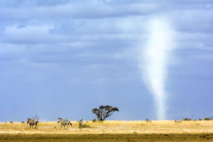 TORNADO in the savannah of AMBOSELI NATIONAL PARK east africa KENYA kenia ZEBRA vortex tornado ho plain savanna savanne trunk proboscis snout Hurricane Landscape Rural Twister storm danger dangerous White destroy destruction wind storm stormy air breath blow thunderstorm power vortex whirl swirl dust dusty Environment, Landscape blue sky sun tree yellow clouds field move moving weather summer dry, whirlwind, funnel, funnel rotate speed, cyclone, BIOSPHERE hauser expedition ADVENTURE LANDSCAPE, HORIZONTAL, TOURISM, HOLIDAY, SCENIC, AFRICAN, SAFARI, EXPLORE, animal EXPLORATION journey eastafrica afrika african wild wilderness kenia Eco-tourism Protecting the natural ecotourism eco tourism protection out of civilization Conservation animals landscape formidable impressing potent imposant imposing impress impressing impressed wow wowing wowed breath-taking breathtaking yellow orange blue nationalpark national park Kenya East Africa