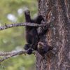 Finalisté soutěže Nikon Comedy Wildlife Awards 2024