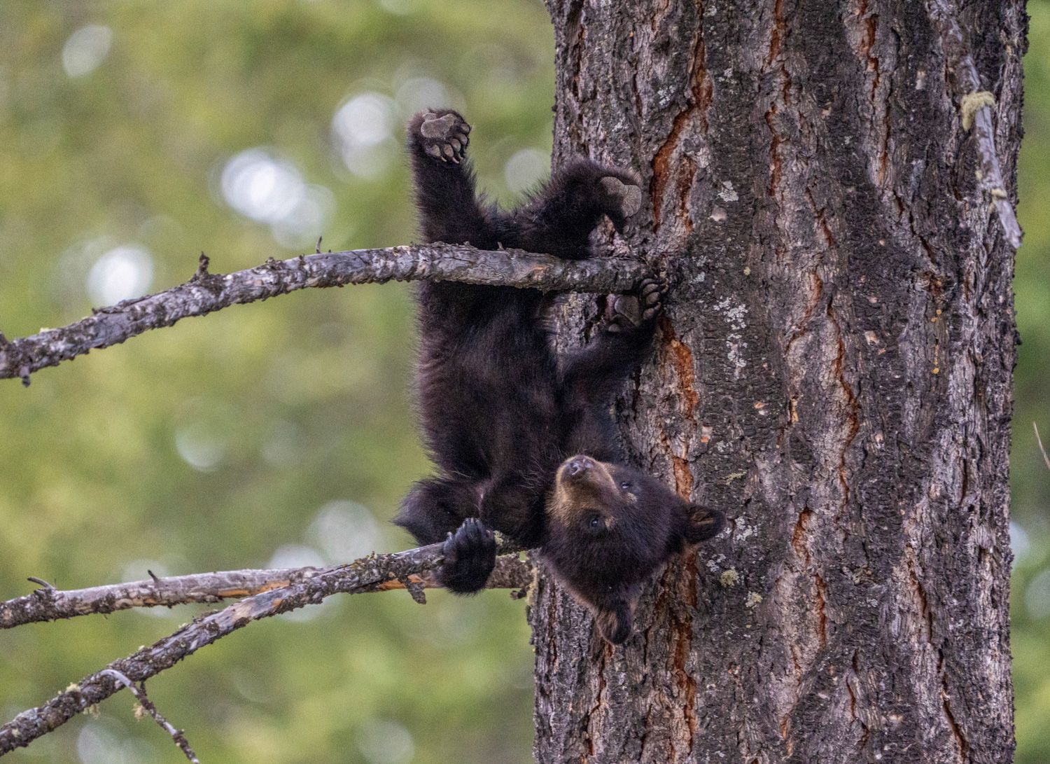 Finalisté soutěže Nikon Comedy Wildlife Awards 2024