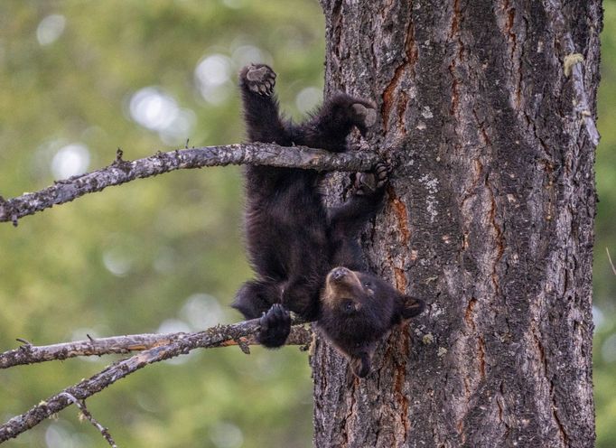 Finalisté soutěže Nikon Comedy Wildlife Awards 2024