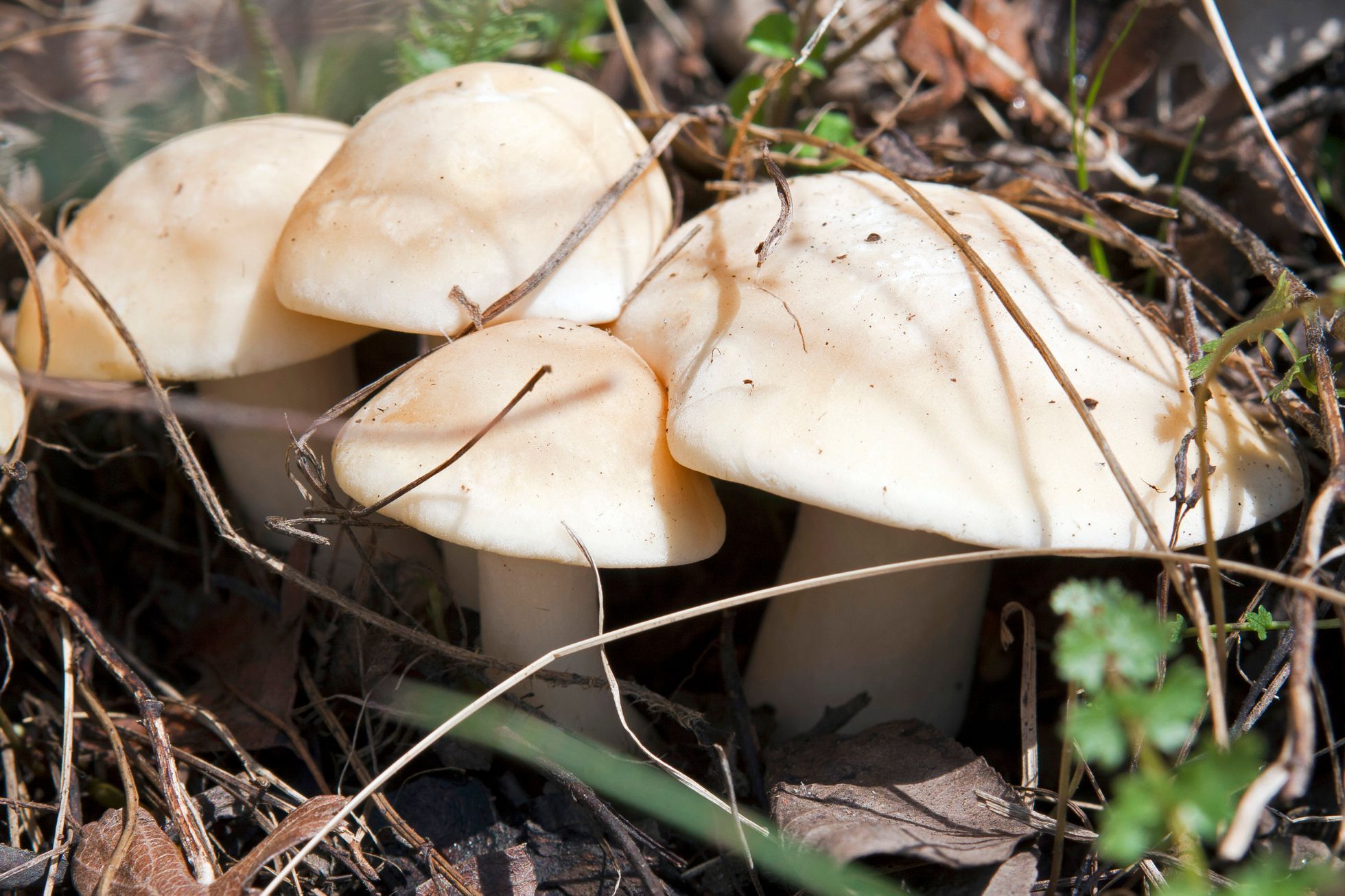 Čirůvka májovka (Calocybe gambosa)