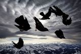 Alessandra Meniconzi (Švýcarsko): Ve větru. Jeden ze snímků oceněných v kategorii ptáci. Na snímku jsou kavčata žlutozobá (Pyrrhocorax graculus) ve švýcarských Alpách. (Zrcadlovka Canon EOS 5D Mark III, objektiv 24-70mm, 1/1328 s, f/16; ISO 640.
