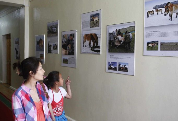 Výstava Poslední divoký kůň v mongolském Přírodovědeckém muzeu u příležitosti transportu čtyř Převaláků z pražské zoo