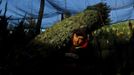 Abraham Plaza carries a Christmas tree to a tractor trailer to be shipped at the Omni Farm in West Jefferson, North Carolina, November 17, 2012. Crews at the farm will harvest nearly 20,000 Christmas trees this season. North Carolina has 1,500 Christmas tree growers with nearly 50 million Fraser Fir Christmas trees on over 35,000 acres. Picture taken November 17, 2012. REUTERS/Chris Keane (UNITED STATES - Tags: BUSINESS EMPLOYMENT ENVIRONMENT AGRICULTURE SOCIETY) Published: Lis. 19, 2012, 4:18 odp.