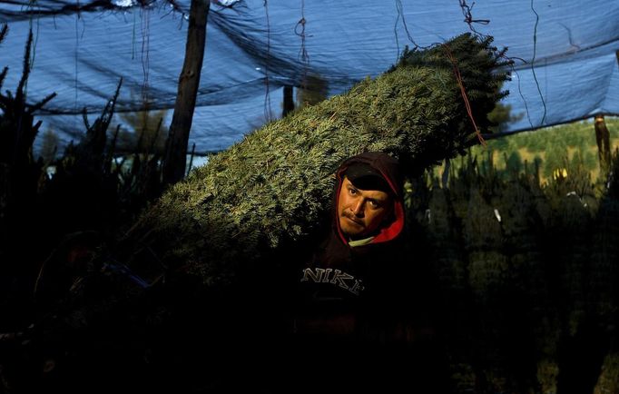 Abraham Plaza carries a Christmas tree to a tractor trailer to be shipped at the Omni Farm in West Jefferson, North Carolina, November 17, 2012. Crews at the farm will harvest nearly 20,000 Christmas trees this season. North Carolina has 1,500 Christmas tree growers with nearly 50 million Fraser Fir Christmas trees on over 35,000 acres. Picture taken November 17, 2012. REUTERS/Chris Keane (UNITED STATES - Tags: BUSINESS EMPLOYMENT ENVIRONMENT AGRICULTURE SOCIETY) Published: Lis. 19, 2012, 4:18 odp.