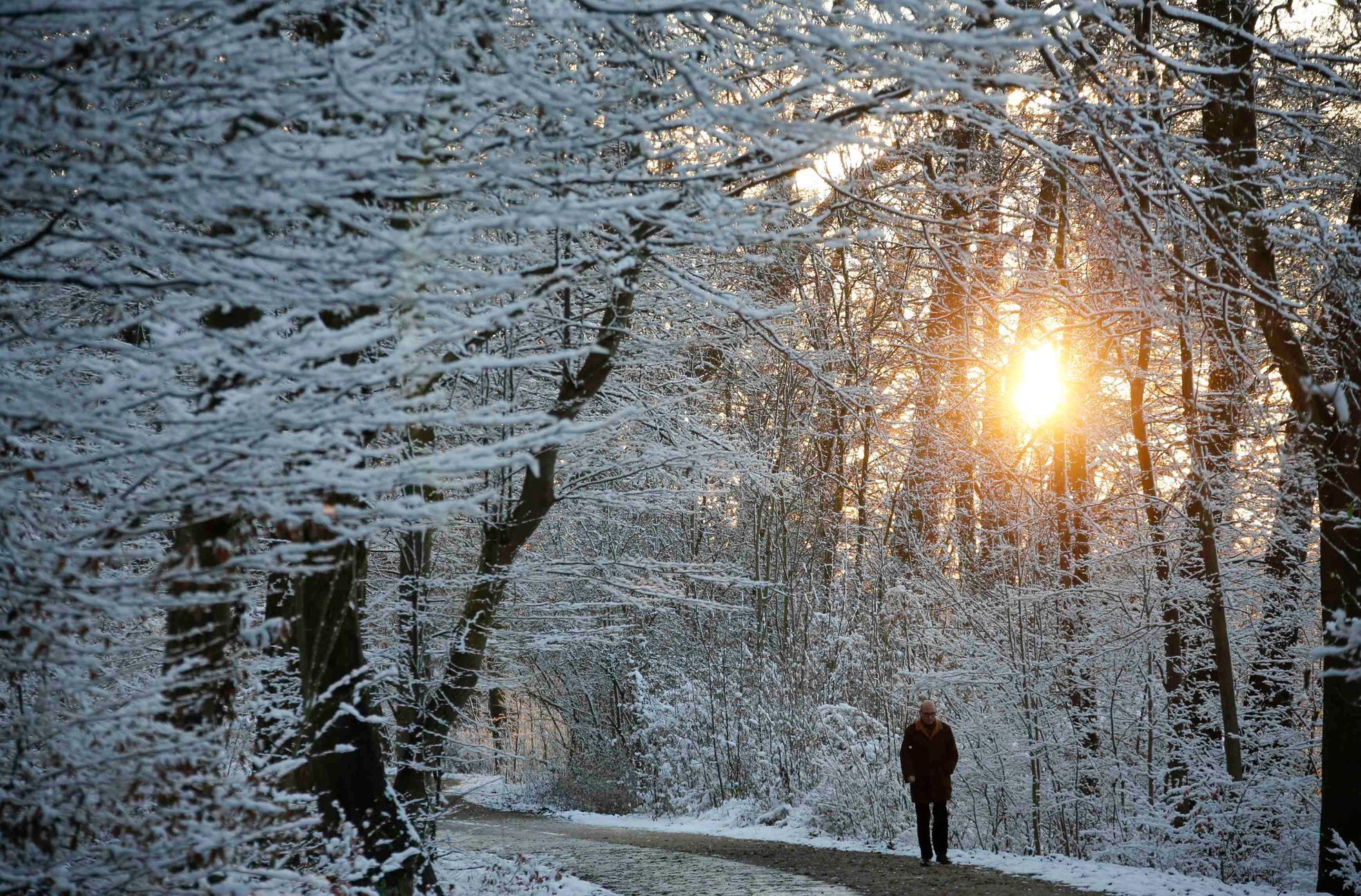 Man walks during sunset through the snow-covered Glienicke Palace forest after the first snow fall in Berlin