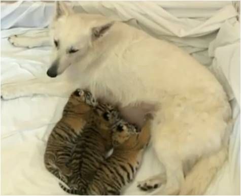 Fenka švýcarského ovčáka adoptovala tři malé tygry