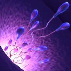 Spermie, sperma