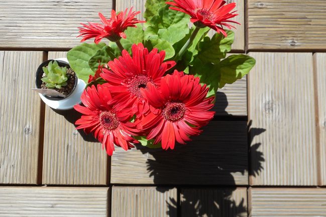 Gerbera