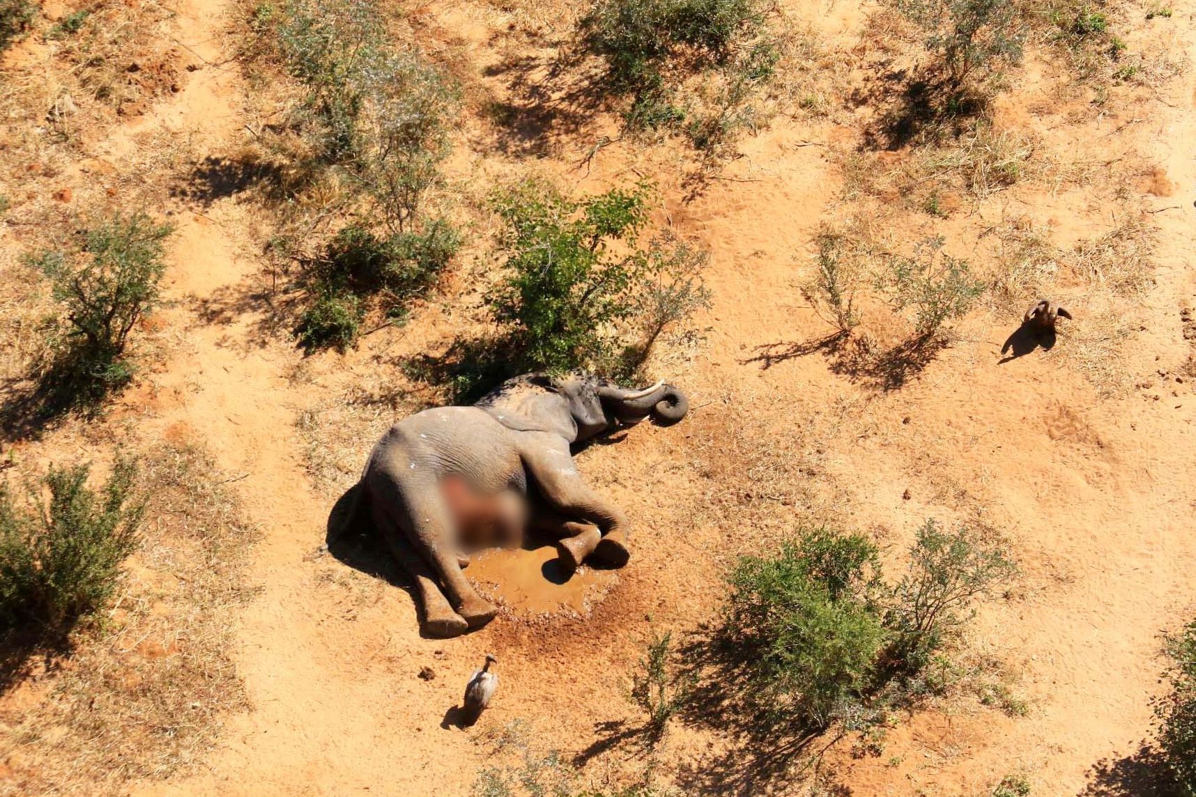 Fotogalerie / Záhada masového úhynu slonů v Botswaně