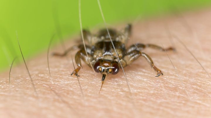 Létající klíště to není, potíže ale přivodí. Kloš způsobuje otoky a přenáší bakterii