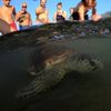 Fotogalerie / Jak se zachraňují mořské želvy v Turecku / Reuters / 7